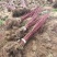 红瑞木基地直发量大从优包成活品种优良放心苗