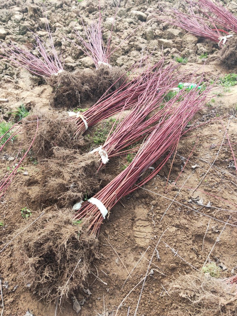 红瑞木基地直发量大从优包成活品种优良放心苗