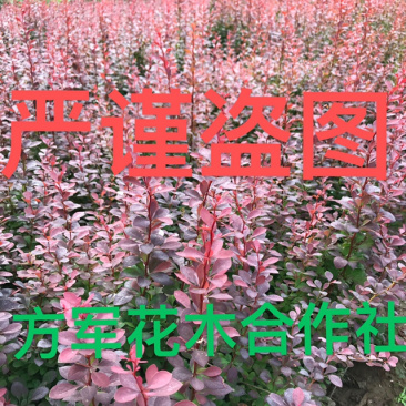 红叶小壁规格齐全基地直供全部现挖现卖量大提供发票