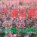 红叶小壁规格齐全基地直供全部现挖现卖量大提供发票