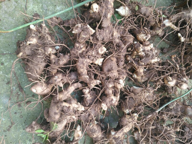 正宗四川黄精块茎带芽头好货