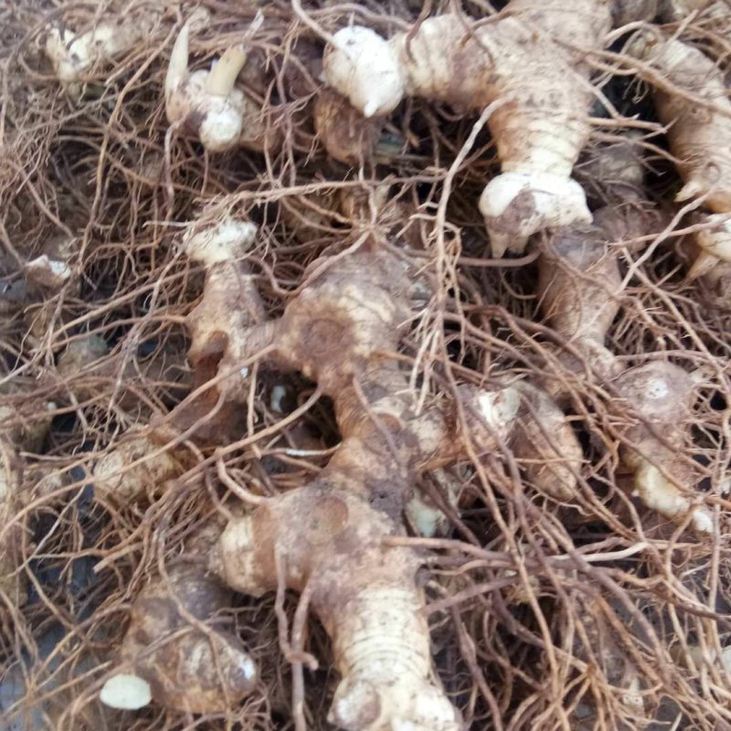 正宗四川黄精块茎带芽头好货