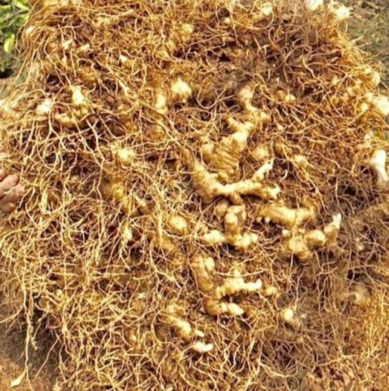 正宗四川黄精块茎带芽头好货