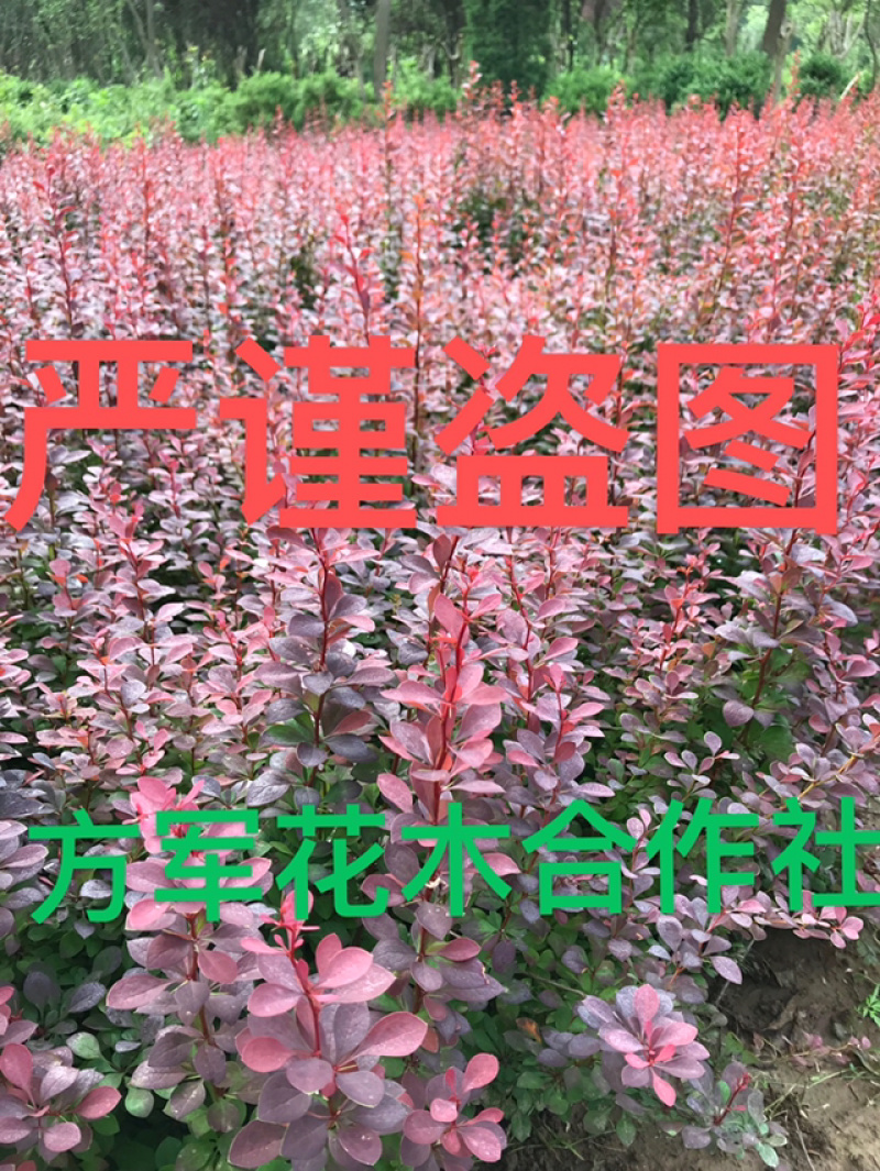 红叶小檗苗红叶小波苗免费包邮红叶小波10公分左右高度