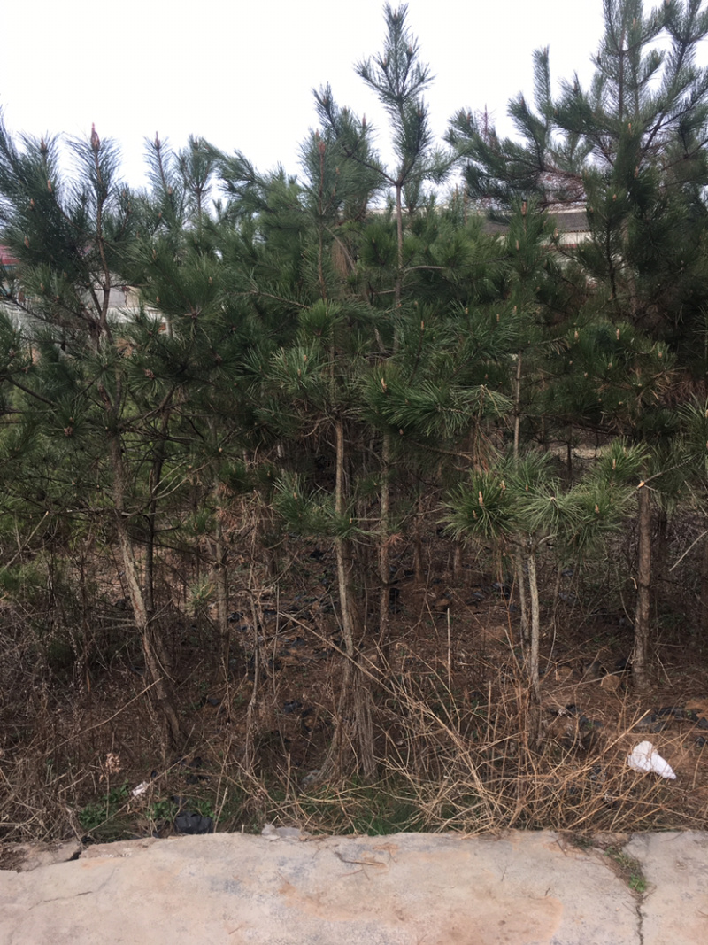 低价出售占地油松欢迎大家选购