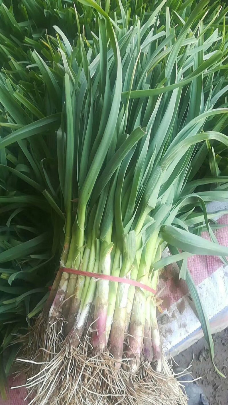 红根蒜苗