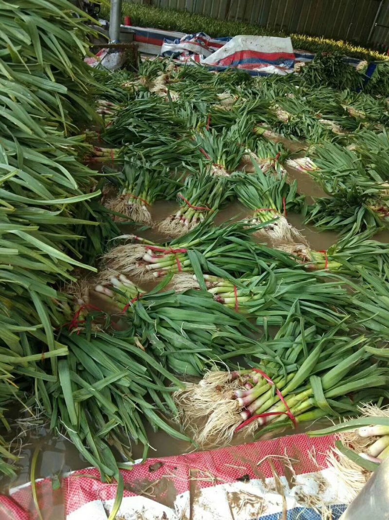 红根蒜苗