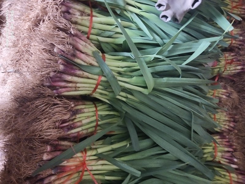 红根蒜苗青蒜苗蒜苗精品，商超对接，一件代发，产地直发