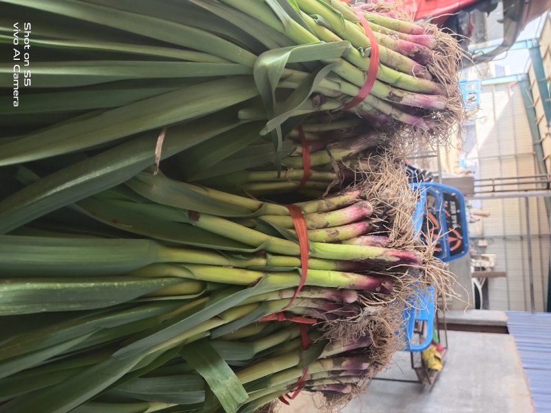 红根蒜苗青蒜苗蒜苗精品，商超对接，一件代发，产地直发