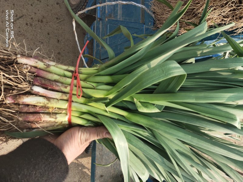 红根蒜苗青蒜苗蒜苗精品，商超对接，一件代发，产地直发