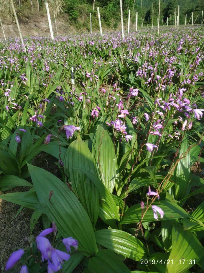 3年紫花三叉宽叶大块茎苗