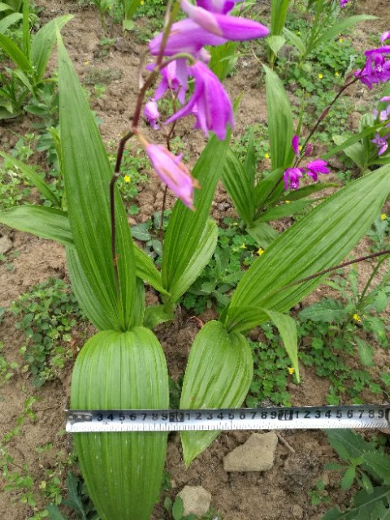 3年紫花三叉宽叶大块茎苗