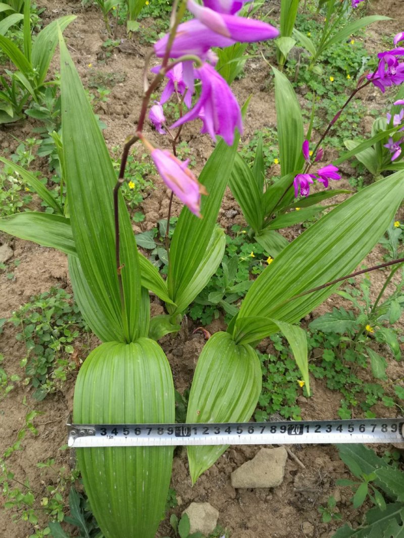 3年紫花三叉宽叶大块茎苗