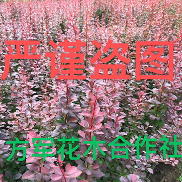 红叶小檗苗红叶小波苗免费包邮红叶小波10公分左右高度