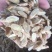 甘肃陇西黄芪优选够含量