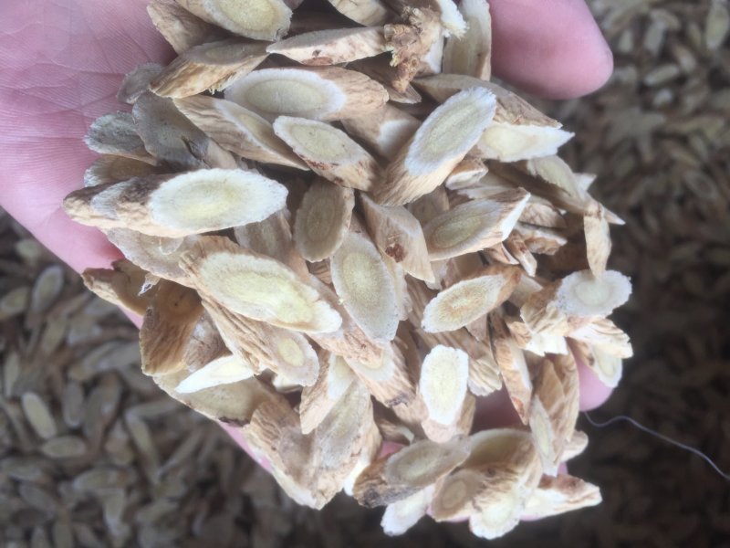 甘肃陇西黄芪优选够含量