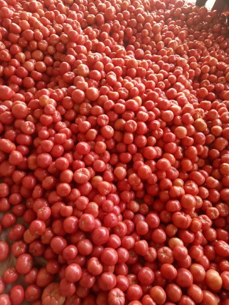【精品】西红柿〔弧三以上〕硬粉产地直销一手货源