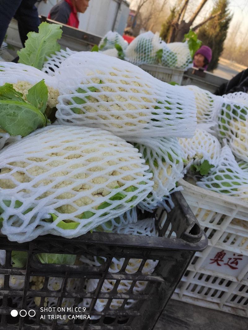 【花菜】白面青梗松花菜散花大量上市满足客户一切要求