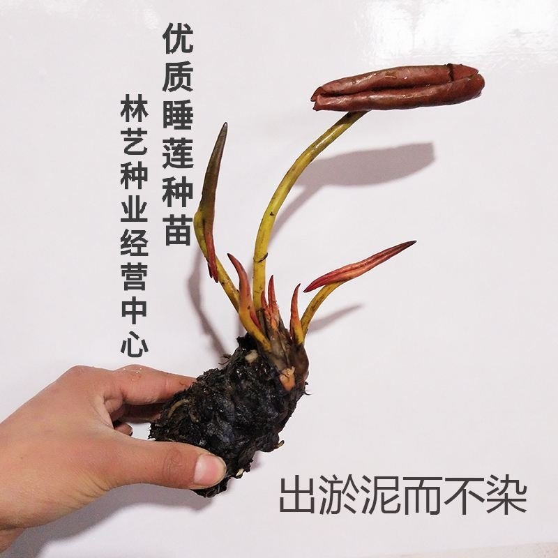 大睡莲根块池塘睡莲花水培植物四季莲花盆栽水养花卉荷花睡莲