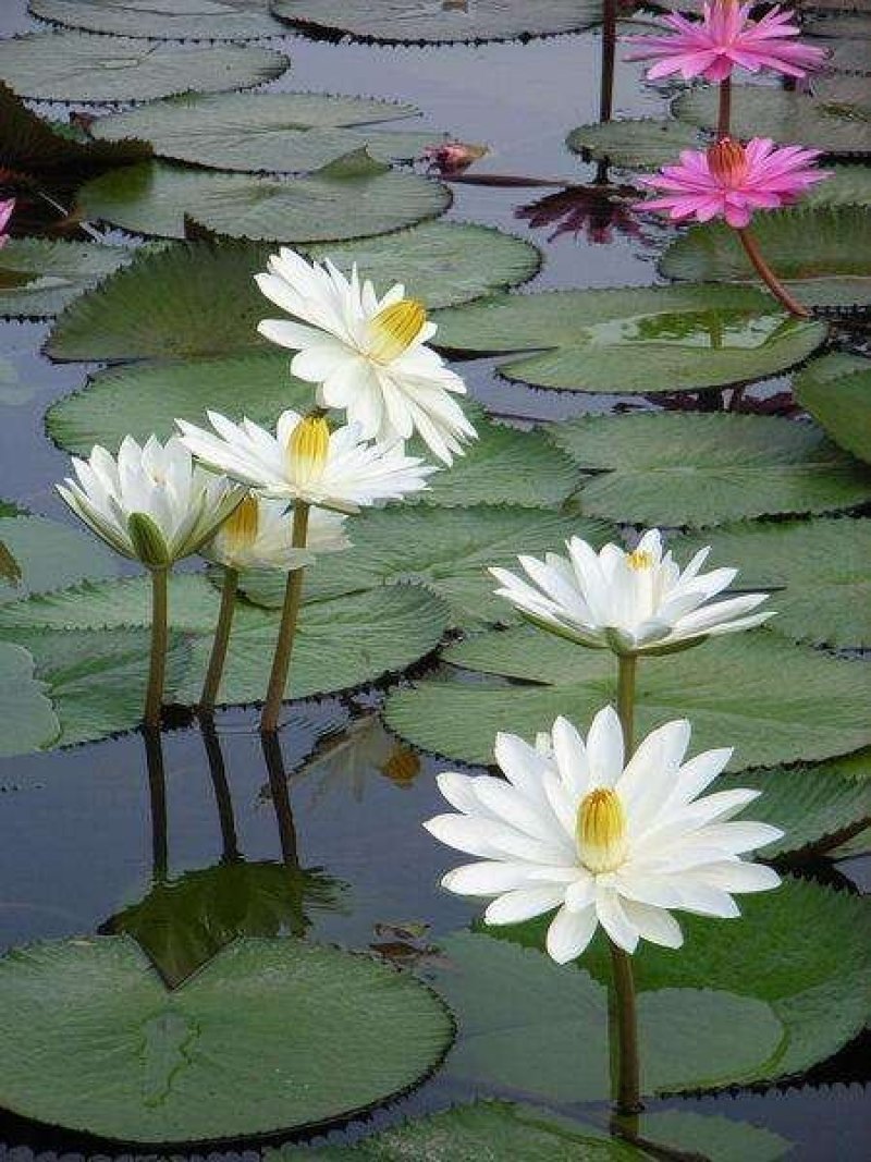 大睡莲根块池塘睡莲花水培植物四季莲花盆栽水养花卉荷花睡莲