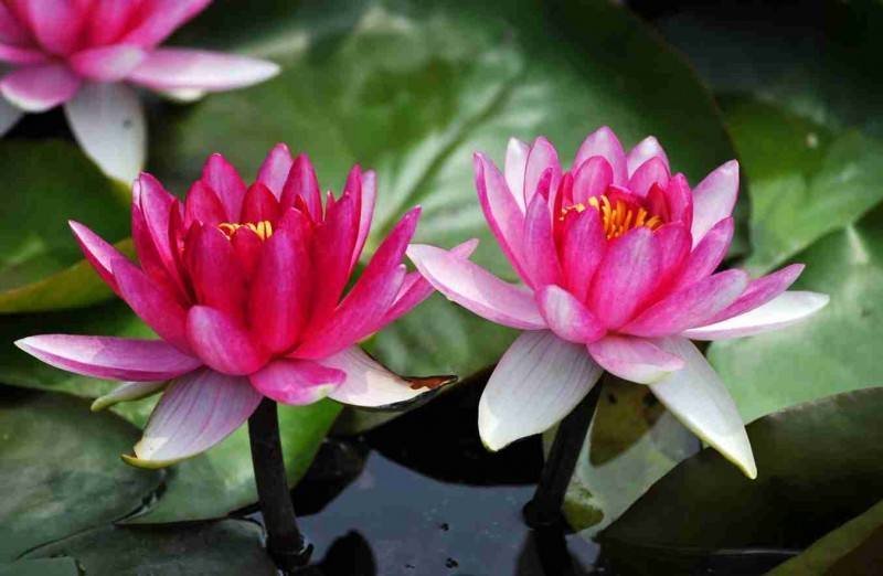 大睡莲根块池塘睡莲花水培植物四季莲花盆栽水养花卉荷花睡莲