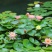 大睡莲根块池塘睡莲花水培植物四季莲花盆栽水养花卉荷花睡莲