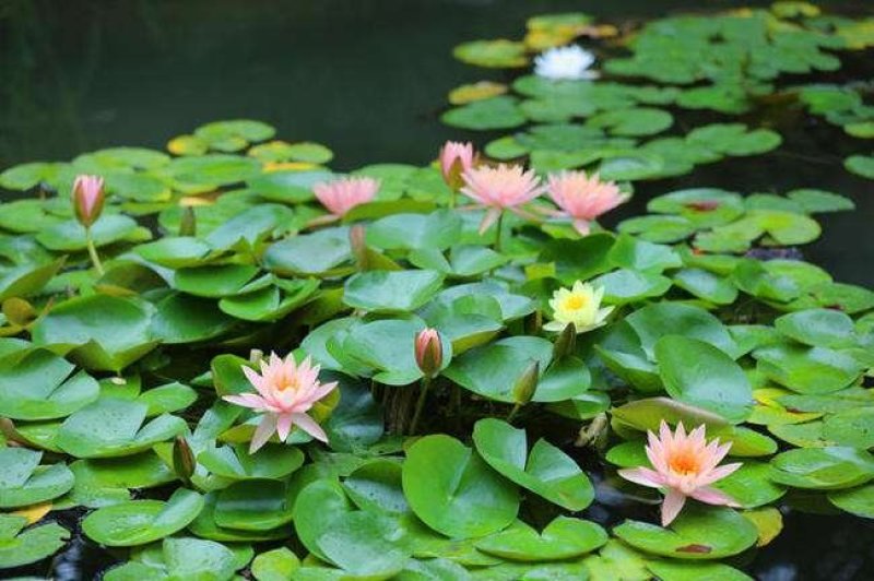 大睡莲根块池塘睡莲花水培植物四季莲花盆栽水养花卉荷花睡莲