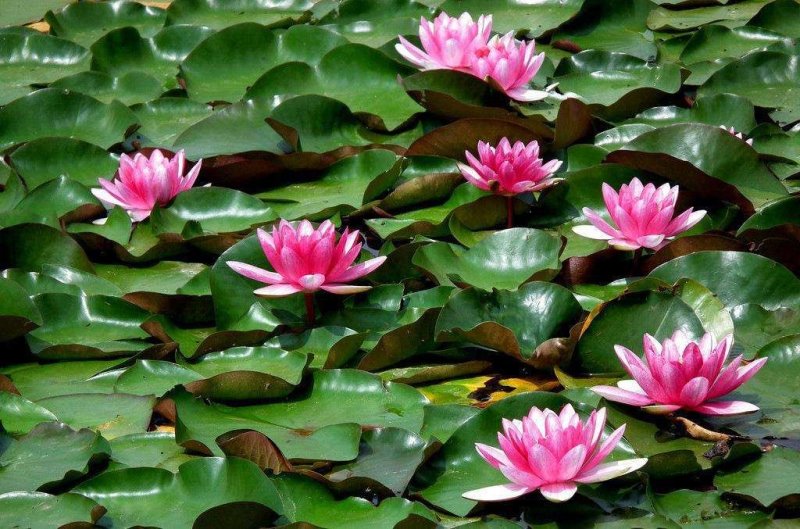 大睡莲根块池塘睡莲花水培植物四季莲花盆栽水养花卉荷花睡莲