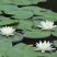 大睡莲根块池塘睡莲花水培植物四季莲花盆栽水养花卉荷花睡莲
