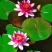 大睡莲根块池塘睡莲花水培植物四季莲花盆栽水养花卉荷花睡莲