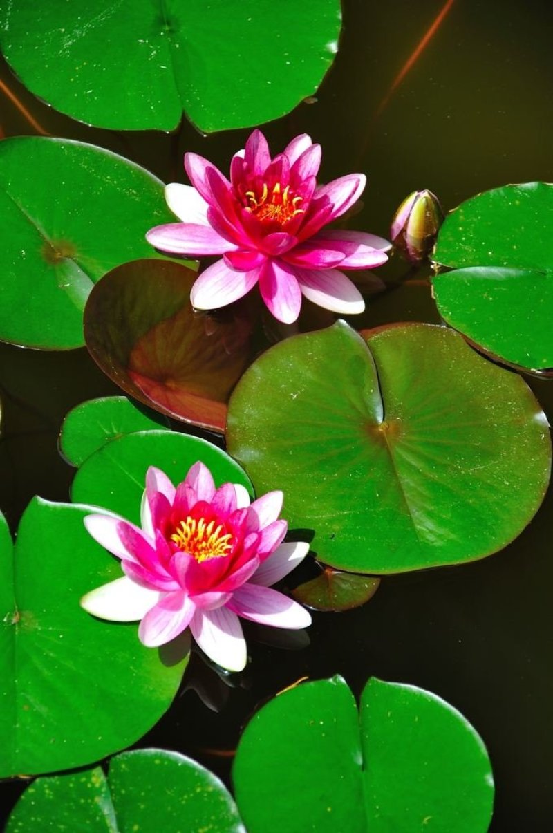 大睡莲根块池塘睡莲花水培植物四季莲花盆栽水养花卉荷花睡莲