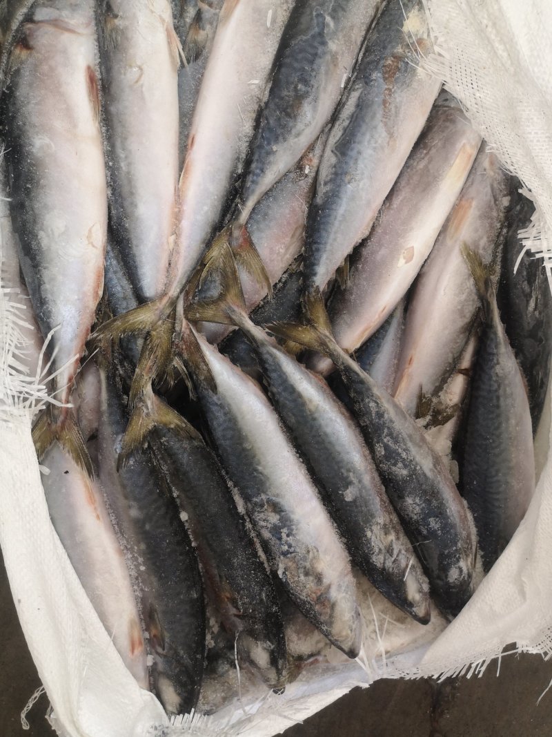 各种规格的鲐鲅鱼，船冻陆冻3、4个头的等等