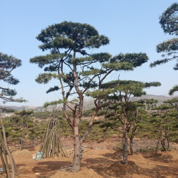 油松