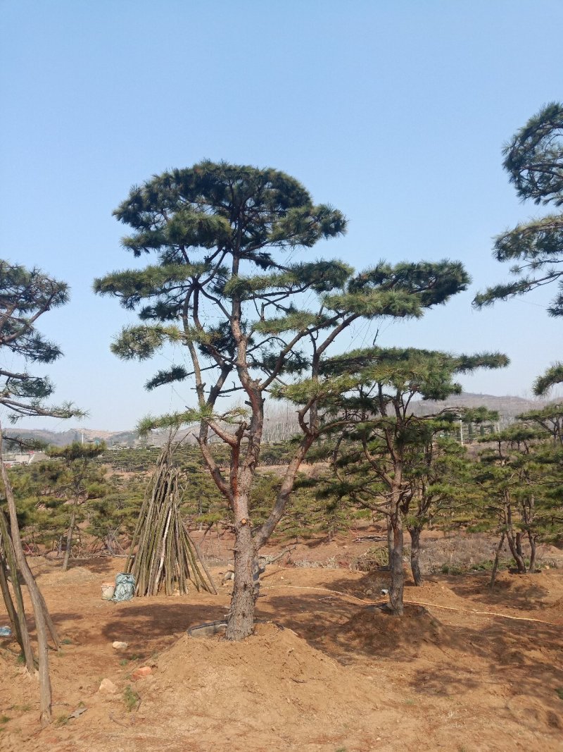 油松
