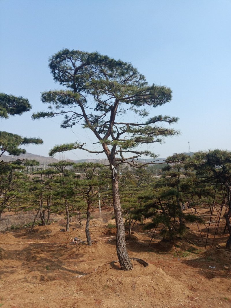 油松