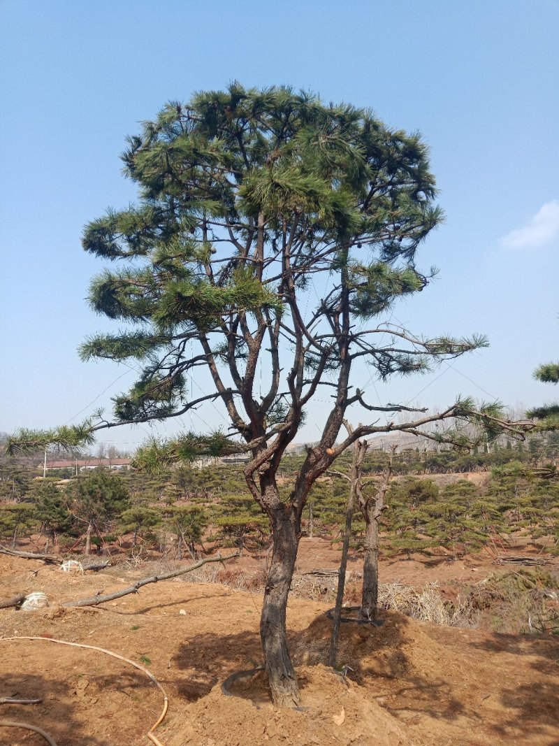 油松