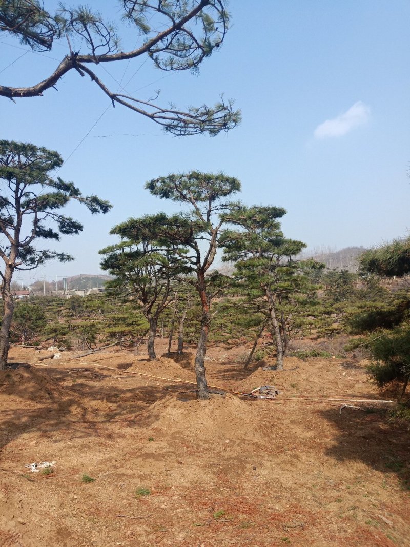 油松