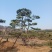 油松