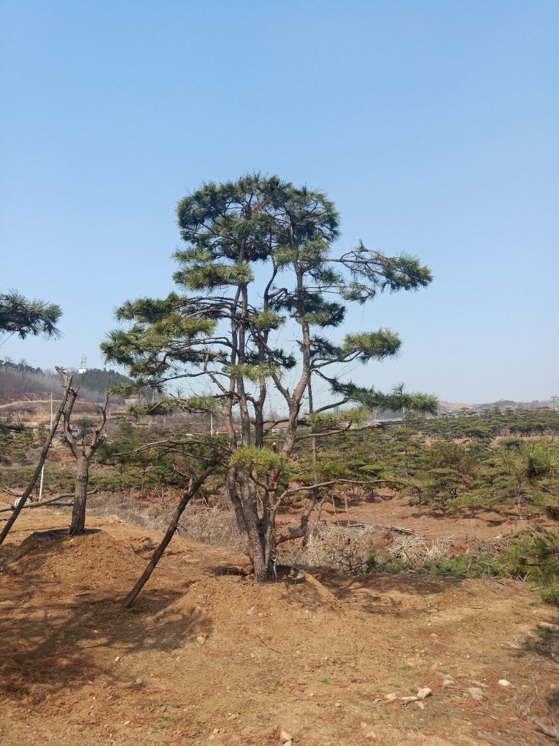 油松