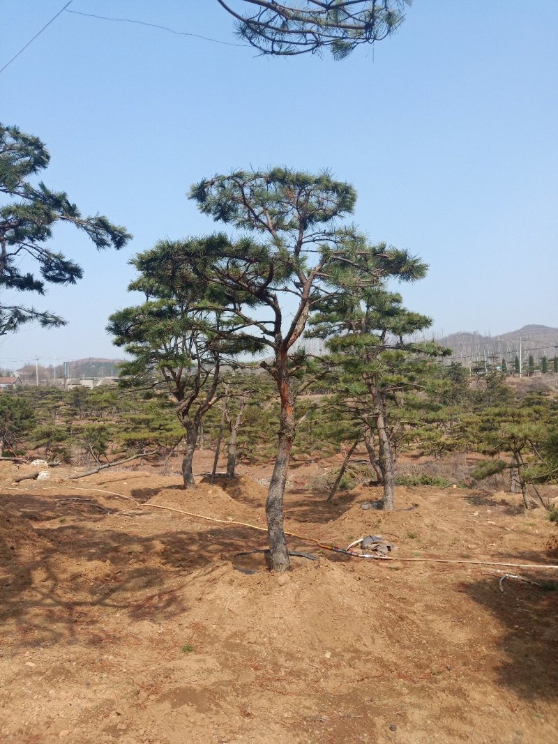 油松