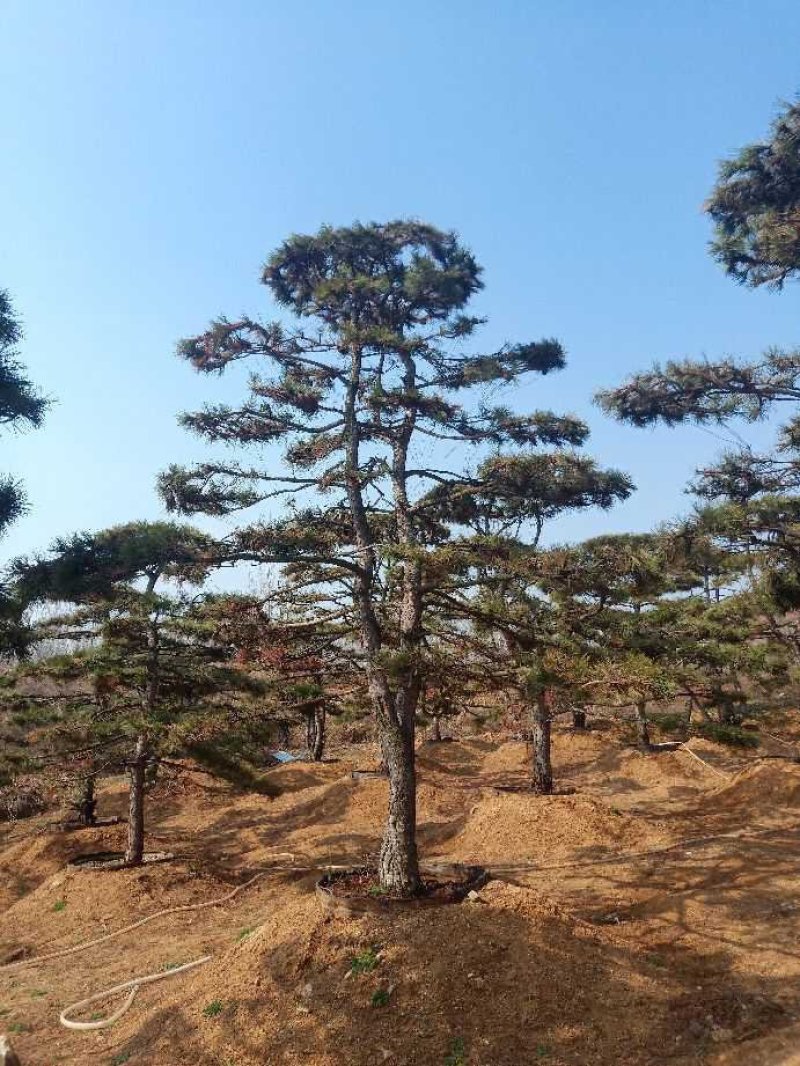 造型油松
