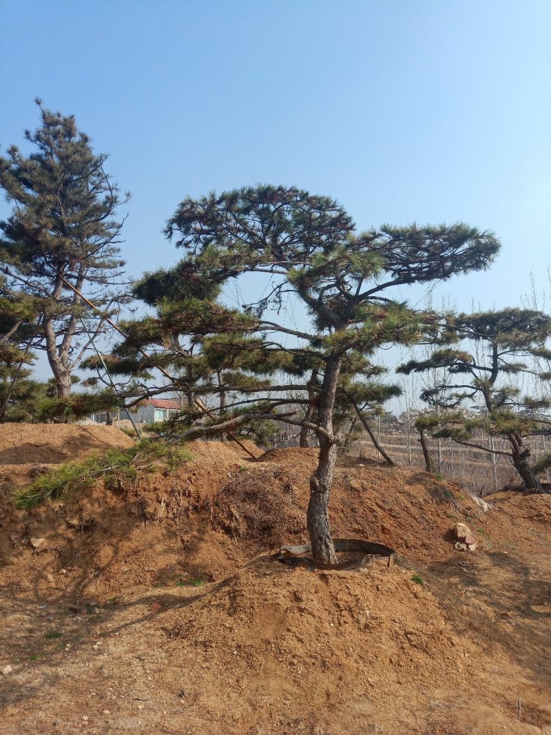 造型油松