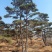 造型油松