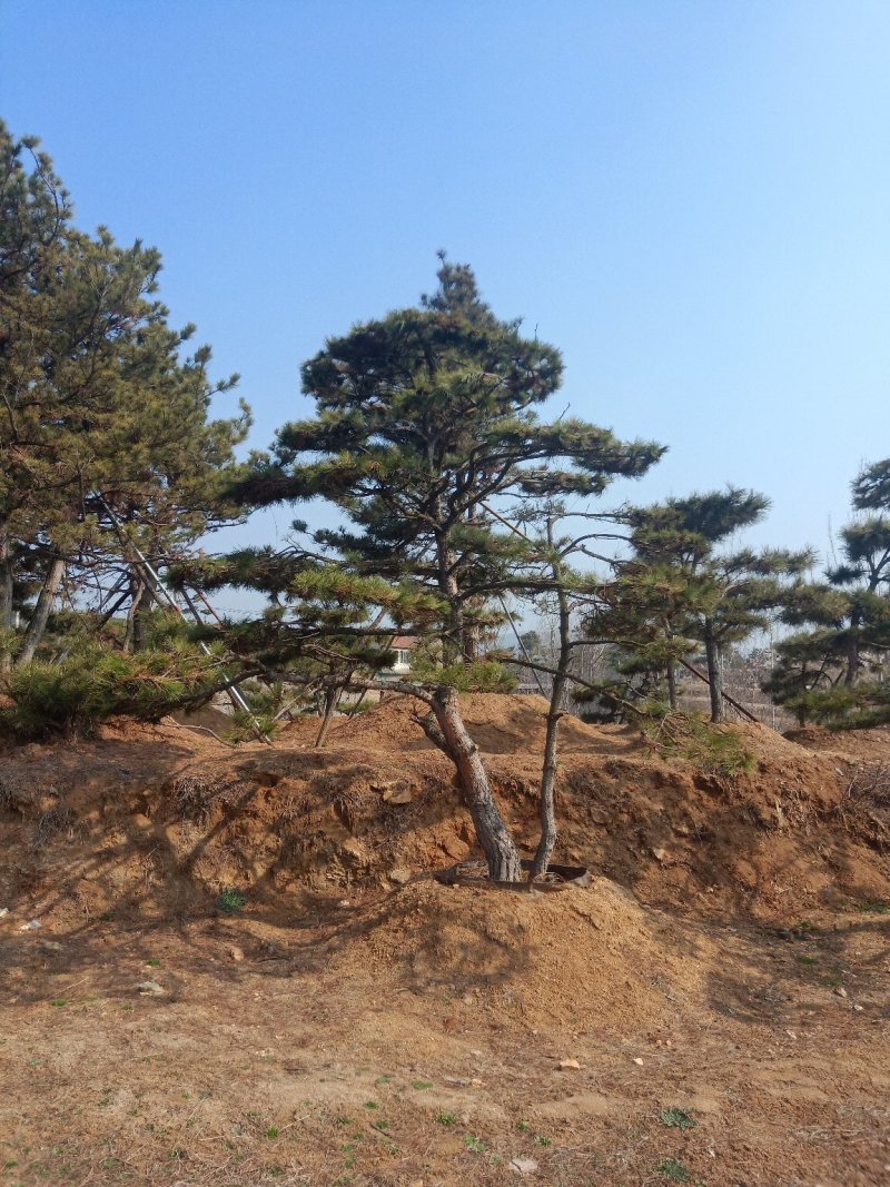 造型油松