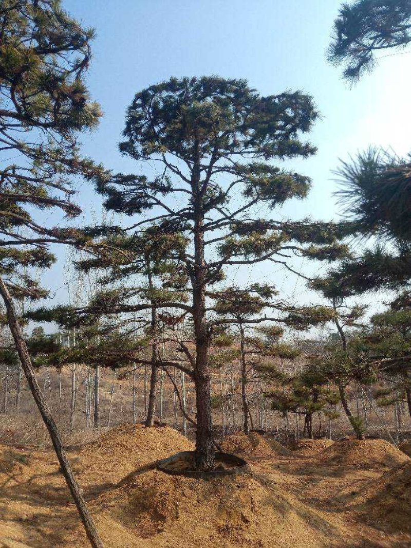 造型油松