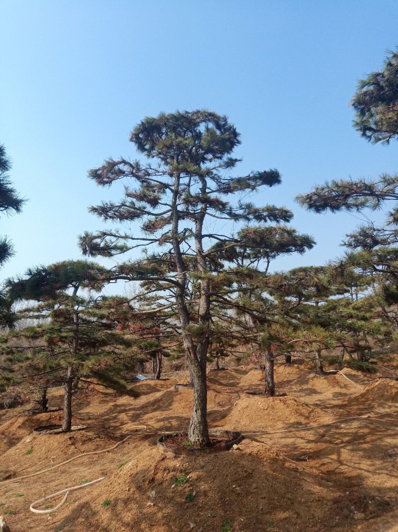 造型油松