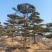 造型油松