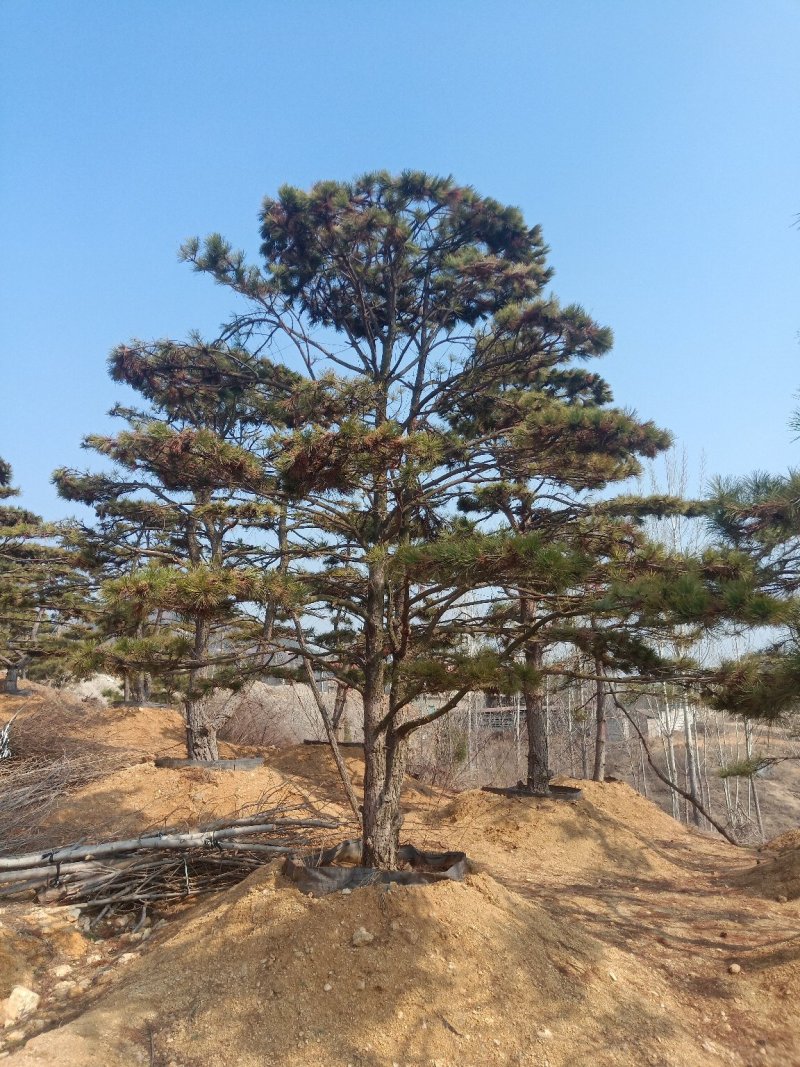 造型油松