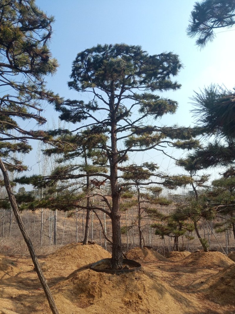 造型油松