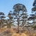 造型油松